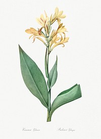Water canna illustration from Les liliac&eacute;es (1805) by <a href="https://www.rawpixel.com/search/redoute?sort=curated&amp;page=1">Pierre-Joseph Redout&eacute;</a>. Original from New York Public Library. Digitally enhanced by rawpixel.
