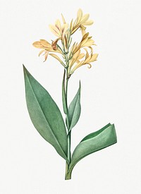 Vintage Illustration of Water canna