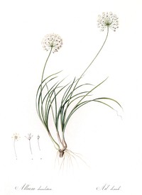 Allium denudatum illustration from Les liliac&eacute;es (1805) by Pierre Joseph Redout&eacute; (1759-1840). Original from New York Public Library. Digitally enhanced by rawpixel.