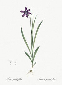 Ixia grandiflora illustration from Les liliac&eacute;es (1805) by Pierre Joseph Redout&eacute; (1759-1840). Original from New York Public Library. Digitally enhanced by rawpixel.