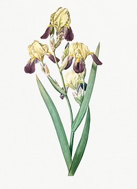 Vintage Illustration of Elder scented iris