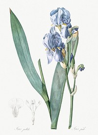 Dalmatian iris illustration from Les liliac&eacute;es (1805) by <a href="https://www.rawpixel.com/search/redoute?sort=curated&amp;page=1">Pierre-Joseph Redout&eacute;</a>. Original from New York Public Library. Digitally enhanced by rawpixel.
