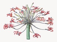 Vintage Illustration of Josephine's lily