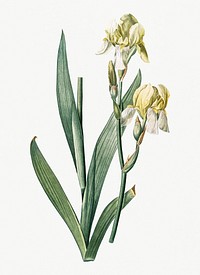 Vintage Illustration of Lemonyellow iris