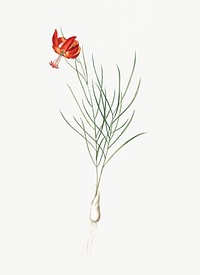 Vintage Illustration of Coral lily