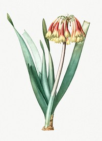 Vintage Illustration of Knysna lily