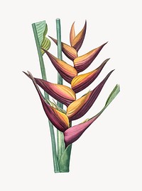 Vintage Illustration of Parrot heliconia