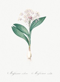 Pygmy hyacinth illustration from Les liliac&eacute;es (1805) by Pierre Joseph Redout&eacute; (1759-1840). Original from New York Public Library. Digitally enhanced by rawpixel.