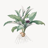Vintage Illustration of Kaempferia angustifolia