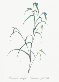 Birdbill dayflower illustration from Les liliac&eacute;es (1805) by Pierre Joseph Redout&eacute; (1759-1840). Original from New York Public Library. Digitally enhanced by rawpixel.