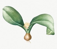 Vintage Illustration of Hedgehog lily
