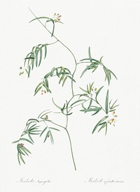 Bridal creeper illustration from Les liliac&eacute;es (1805) by Pierre Joseph Redout&eacute; (1759-1840). Original from New York Public Library. Digitally enhanced by rawpixel.