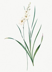 Vintage Illustration of Gladiolus lineatus