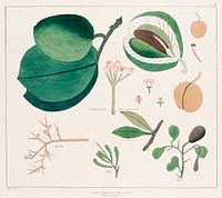 Tropical Plants illustration from the kings tombs in Thebes by <a href="https://www.rawpixel.com/search/Giovanni%20Battista%20Belzoni?">Giovanni Battista Belzoni</a> (1778-1823) from Plates illustrative of the researches and operations in Egypt and Nubia (1820). Original from New York public library. Digitally enhanced by rawpixel.