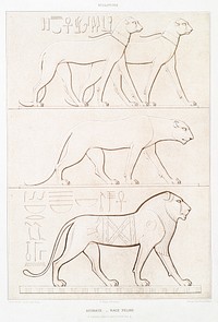 Animals - feline from Histoire de l&#39;art &eacute;gyptien (1878) by <a href="https://www.rawpixel.com/search/%C3%89mile?sort=curated&amp;page=1">&Eacute;mile Prisse d&#39;Avennes</a>. Original from The New York Public Library. Digitally enhanced by rawpixel.