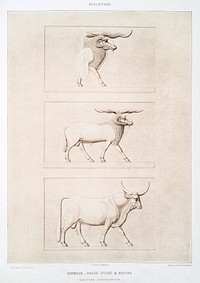 Animals - Sheep &amp; cattle breeds from Histoire de l&#39;art &eacute;gyptien (1878) by <a href="https://www.rawpixel.com/search/%C3%89mile?sort=curated&amp;page=1">&Eacute;mile Prisse d&#39;Avennes</a>. Original from The New York Public Library. Digitally enhanced by rawpixel.