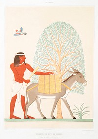 Native of the Land of Punt from Histoire de l&#39;art &eacute;gyptien (1878) by <a href="https://www.rawpixel.com/search/%C3%89mile?sort=curated&amp;page=1">&Eacute;mile Prisse d&#39;Avennes</a>. Original from The New York Public Library. Digitally enhanced by rawpixel.