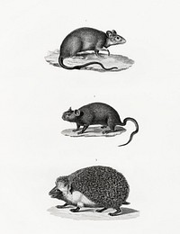 1. Alexandria Rat 2. Egypt Echimis 3. Hedgehog illustrated by <a href="https://www.rawpixel.com/search/Edme%20Fran%C3%A7ois%20Jomard?sort=curated&amp;page=1">Edme Fran&ccedil;ois Jomard</a> for Description de l&#39;&Eacute;gypte Histoire Naturelle (1809-1828). Digitally enhanced by rawpixel.