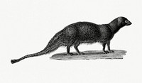 Vintage illustration of Egyptian mongoose (Mangouste ichneumon)