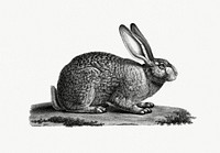 Vintage illustration of Egyptian Hare (Li&egrave;vre d&#39;&Eacute;gypte)