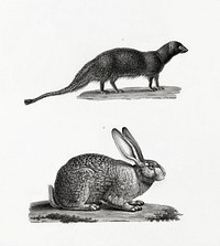 1. Egyptian mongoose 2. Egyptian Hare illustrated by <a href="https://www.rawpixel.com/search/Edme%20Fran%C3%A7ois%20Jomard?sort=curated&amp;page=1">Edme Fran&ccedil;ois Jomard</a> for Description de l&#39;&Eacute;gypte Histoire Naturelle (1809-1828). Digitally enhanced by rawpixel.