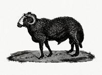 Vintage illustration of Fat-tailed sheep