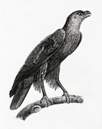 Greater spotted eagle illustrated by <a href="https://www.rawpixel.com/search/Edme%20Fran%C3%A7ois%20Jomard?sort=curated&amp;page=1">Edme Fran&ccedil;ois Jomard</a> for Description de l&#39;&Eacute;gypte Histoire Naturelle (1809-1828). Digitally enhanced by rawpixel.