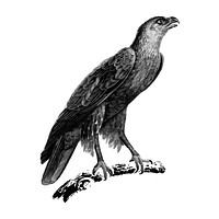 Vintage illustrations of Greater spotted eagle