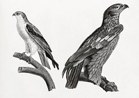 1. Young Spotted eagle 2. The black-winged kite illustrated by <a href="https://www.rawpixel.com/search/Edme%20Fran%C3%A7ois%20Jomard?sort=curated&amp;page=1">Edme Fran&ccedil;ois Jomard</a> for Description de l&#39;&Eacute;gypte Histoire Naturelle (1809-1828). Digitally enhanced by rawpixel.