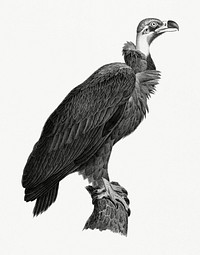 Vintage illustrations of Brown Vulture