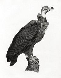 Brown Vulture illustrated by Edme Fran&ccedil;ois Jomard for Description de l'&Eacute;gypte Histoire Naturelle (1809-1828). Digitally enhanced by rawpixel.