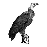 Vintage illustrations of Brown Vulture