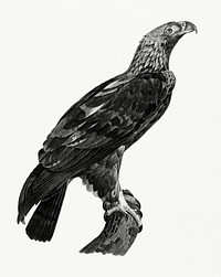 Vintage illustration of Eastern imperial eagle