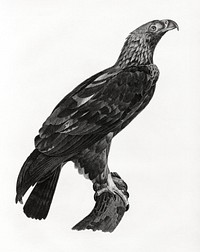 Eastern imperial eagle illustrated by <a href="https://www.rawpixel.com/search/Edme%20Fran%C3%A7ois%20Jomard?sort=curated&amp;page=1">Edme Fran&ccedil;ois Jomard</a> for Description de l&#39;&Eacute;gypte Histoire Naturelle (1809-1828). Digitally enhanced by rawpixel.