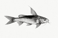 Vintage illustration of Chrysichthys auratus