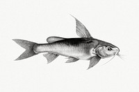 Vintage illustrations of Chrysichthys auratus