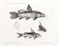 1.2. Black Spotted Catfish 3.4. Chrysichthys auratus . illustrated by <a href="https://www.rawpixel.com/search/Edme%20Fran%C3%A7ois%20Jomard?sort=curated&amp;page=1">Edme Fran&ccedil;ois Jomard</a> for Description de l&#39;&Eacute;gypte Histoire Naturelle (1809-1828). Digitally enhanced by rawpixel.