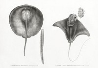 1.2. Stingray 2. Tail of life size 3.4. Mourine with scalloped snout 4. Top view of head illustrated by <a href="https://www.rawpixel.com/search/Edme%20Fran%C3%A7ois%20Jomard?sort=curated&amp;page=1">Edme Fran&ccedil;ois Jomard</a> for Description de l&#39;&Eacute;gypte Histoire Naturelle (1809-1828). Digitally enhanced by rawpixel.