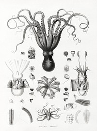 Octopuses illustrated by <a href="https://www.rawpixel.com/search/Edme%20Fran%C3%A7ois%20Jomard?sort=curated&amp;page=1">Edme Fran&ccedil;ois Jomard</a> for Description de l&#39;&Eacute;gypte Histoire Naturelle (1809-1828). Digitally enhanced by rawpixel.