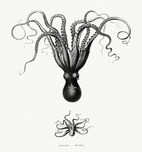 Vintage illustration of Octopuses