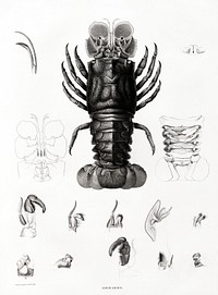 Lobster illustrated by <a href="https://www.rawpixel.com/search/Edme%20Fran%C3%A7ois%20Jomard?sort=curated&amp;page=1">Edme Fran&ccedil;ois Jomard</a> for Description de l&#39;&Eacute;gypte Histoire Naturelle (1809-1828). Digitally enhanced by rawpixel.