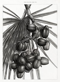 Doum palm illustrated by <a href="https://www.rawpixel.com/search/Edme%20Fran%C3%A7ois%20Jomard?sort=curated&amp;page=1">Edme Fran&ccedil;ois Jomard</a> for Description de l&#39;&Eacute;gypte Histoire Naturelle (1809-1828). Digitally enhanced by rawpixel.