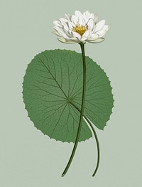 Vintage illustration of White Egyptian lotus