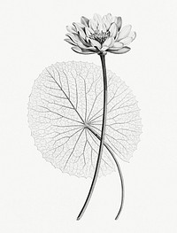 Vintage illustration of White Egyptian lotus