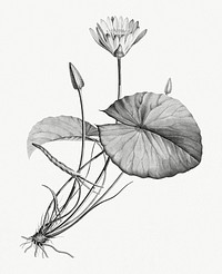 Vintage illustration of Egyptian lotus