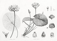 White Egyptian lotus illustrated by <a href="https://www.rawpixel.com/search/Edme%20Fran%C3%A7ois%20Jomard?sort=curated&amp;page=1">Edme Fran&ccedil;ois Jomard</a> for Description de l&#39;&Eacute;gypte Histoire Naturelle (1809-1828). Digitally enhanced by rawpixel.