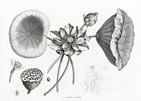 Sacred Lotus illustrated by Edme Fran&ccedil;ois Jomard for Description de l'&Eacute;gypte Histoire Naturelle (1809-1828). Digitally enhanced by rawpixel.