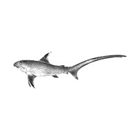 Vintage illustration of Shark