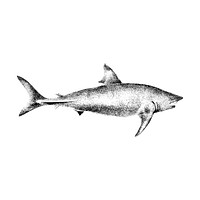 Vintage illustrations of Basking Shark