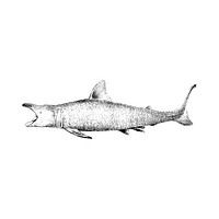 Vintage illustration of The Basking Shark